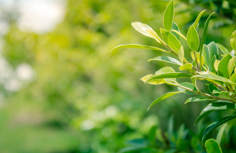 Incisive Health Care Pharma Environmental Policy 